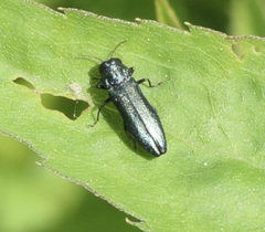 Agrilus cyanescens