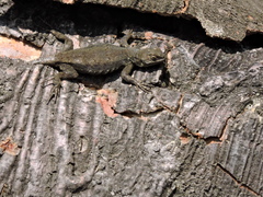 Sceloporus grammicus