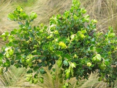 Monticalia arbutifolia
