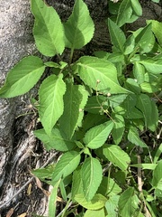 Bidens alba