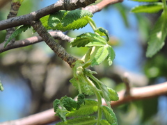 Bursera