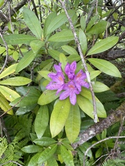 Rhododendron × hybridum