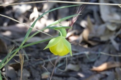 Calochortus pulchellus
