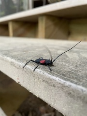 Purpuricenus humeralis