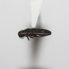 Agrilus parkeri