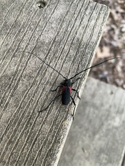 Purpuricenus humeralis