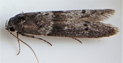 Meroptera pravella