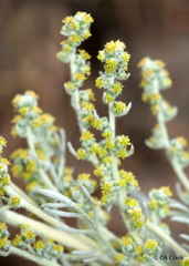 Artemisia pycnocephala