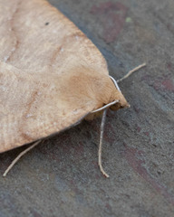 Prochoerodes truxaliata