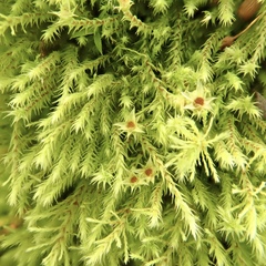 Philonotis capillaris