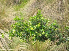Monticalia arbutifolia