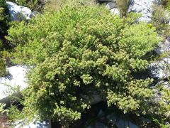 Aspalathus chenopoda