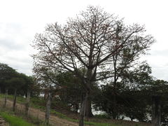 Ceiba pentandra