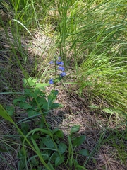Penstemon wilcoxii