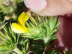 Aspalathus chenopoda