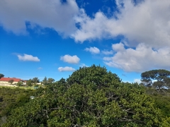 Pterocelastrus tricuspidatus