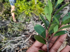 Pterocelastrus tricuspidatus