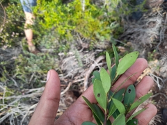 Pterocelastrus tricuspidatus