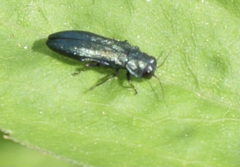 Agrilus cyanescens