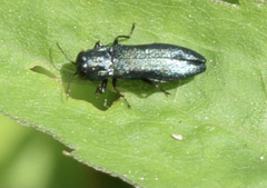 Agrilus cyanescens