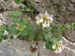 Teucrium pyrenaicum