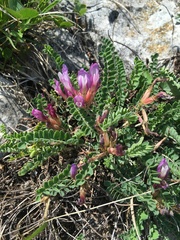 Astragalus buschiorum