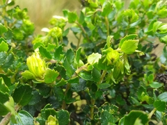 Monticalia arbutifolia