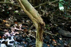 Uroplatus