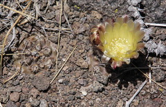 Austrocactus pauxillus