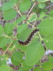 Malacosoma constricta