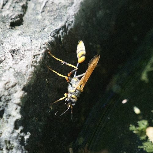 Sceliphron jamaicense lucae