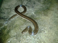 Dieurostus dussumieri