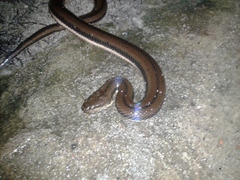 Dieurostus dussumieri