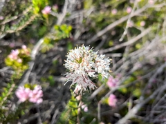 Agathosma gonaquensis