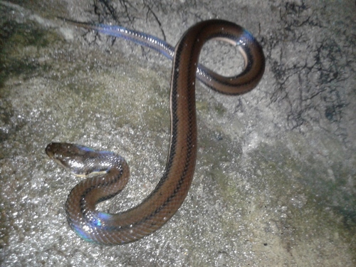 Photo of a Kerala Mud Snake (Dieurostus dussumieri)
