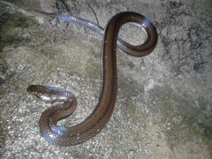 Dieurostus dussumieri