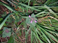 Lamium purpureum