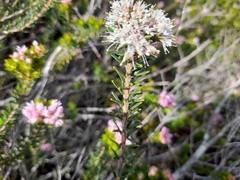 Agathosma gonaquensis