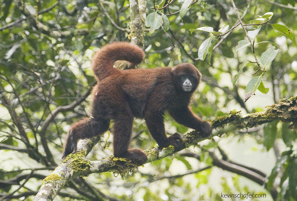 Yellow-tailed Woolly Monkey (Lagothrix flavicauda) · iNaturalist