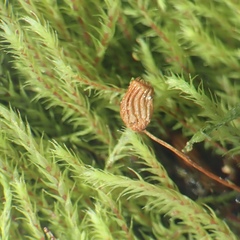 Philonotis capillaris