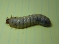 Scolecocampa liburna