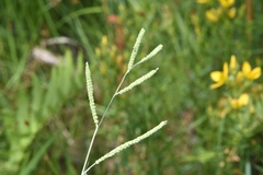 Paspalum praecox