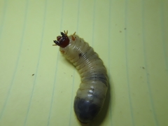 Scolecocampa liburna