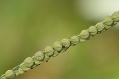 Paspalum praecox