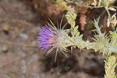 Onopordum caulescens