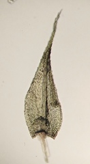 Philonotis capillaris
