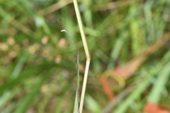 Paspalum praecox