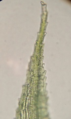 Philonotis capillaris