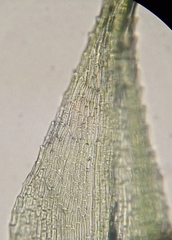 Philonotis capillaris