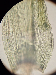 Philonotis capillaris